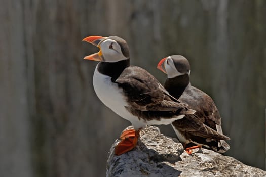 Two Puffins on the cliffs of the Farne Islands, Northumberland, England.