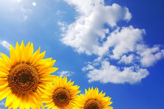 summer holidays or vacation concept with blue sky and sunflowers