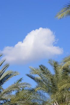 The sky a cloud of a branch of a palm tree