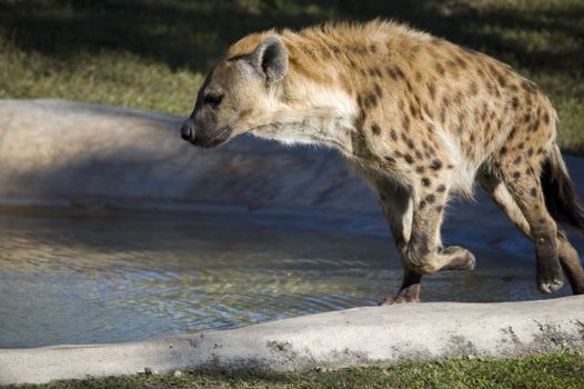 Spotted Hyena crocuta crocuta running