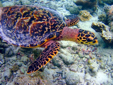 Hawksbill Turtle swiming like flying at Maldives