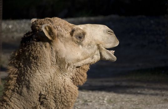 Camel looking at black copy space with mouth open
