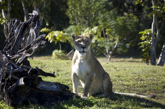 Lioness sitting next to a overturned tree staring at viewer
