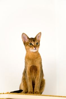 young Abyssinian cat in action