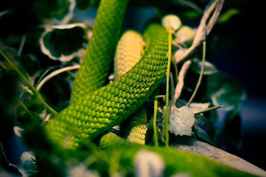 A toxic snake rests in the terrarium