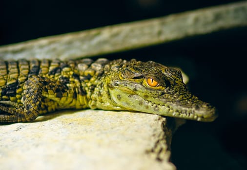 close up of young alligator(s) at natural environment
