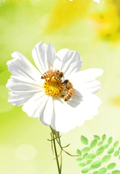 Nice white daisy with a bee on it