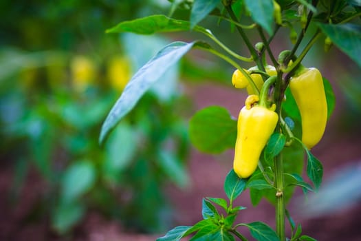 Yellow peppers growing in a garden.