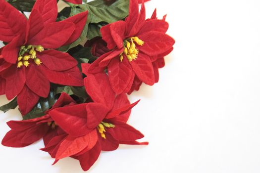 imitation poinsettia flowers isolated over a white background