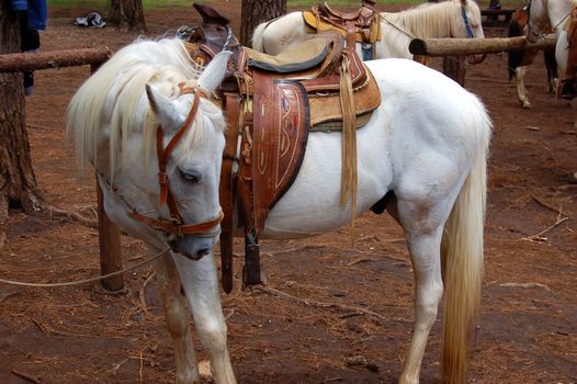White Horse and Saddle in a Mexican Forest