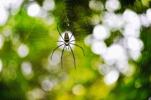 Spider in the center of the web
