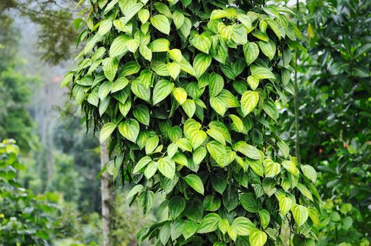 Bunches of green pepper grow on trees