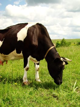 A black and white milk cow with a bright blue sky at the background