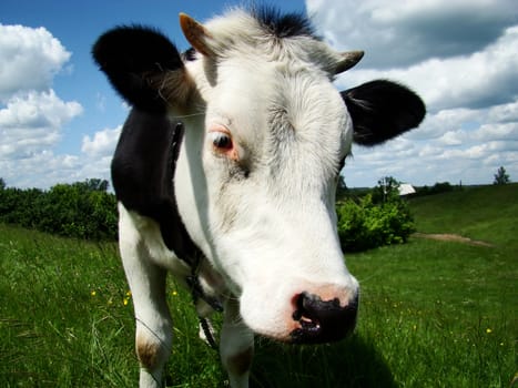 A black and white milk cow with a bright blue sky at the background