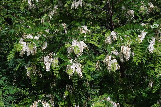 White acacia blossoms