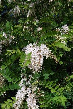 White acacia blossoms