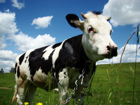 A black and white milk cow with a bright blue sky at the background