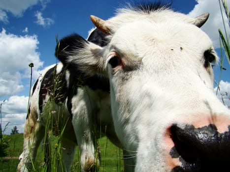 A black and white milk cow with a bright blue sky at the background