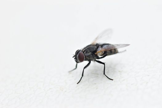 a common house fly isolated on a white background