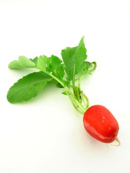 Radish isolated ovwr white, homegrown vegetables, concept of healthy food.