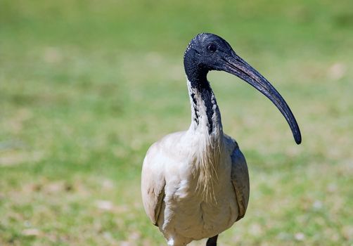 an australian white ibis looks into the camera