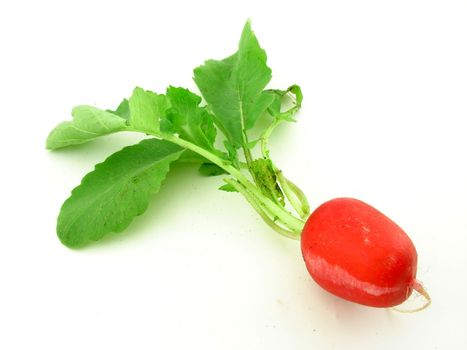 Radish isolated ovwr white, homegrown vegetables, concept of healthy food.