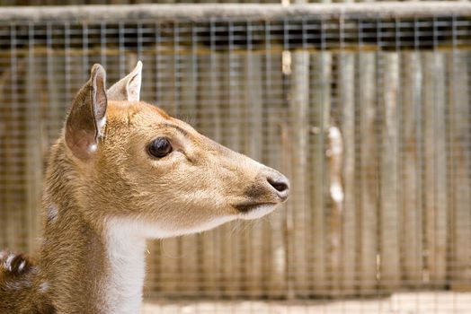 a nice young deer is looking of the right 