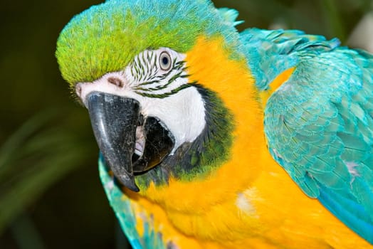 a big bright macaw bird looks into the camera