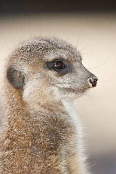 a young meerkat looks over to the left