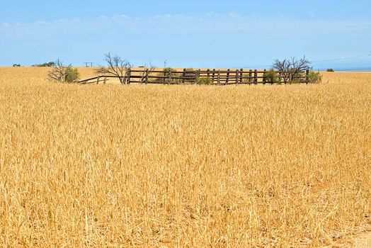 corral in a field of wheat