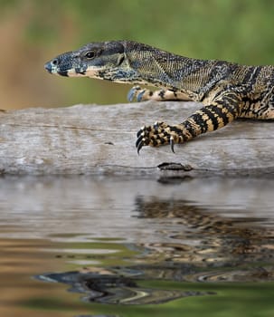 a goanna is walking along a log across the water