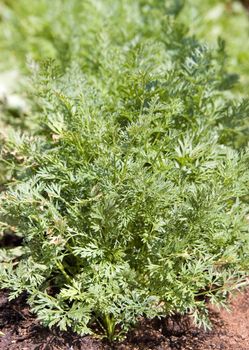 carrots growing in rows in the vegetable garden