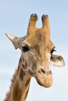 a giraffe up close looks like its brooding or concentrating on something