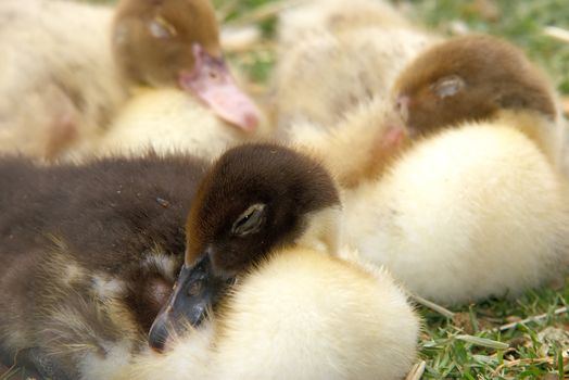 three ducklings asleep on the grass