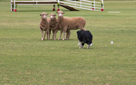 a working sheep dog (border collie) rounding up sheep at a sheepdog trial