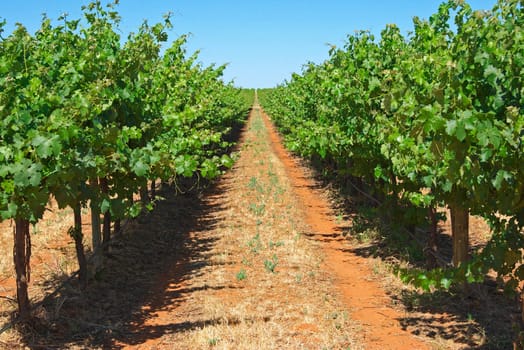 green grape vines stretch out to the horizon