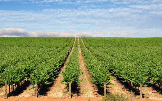 wide image of a farm in the barossa valley with wine grapes growing in rows