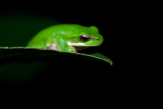 little dwarf green tree frog on the end of a leaf