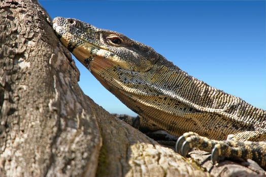 a big lace monitor goanna lays and watches 