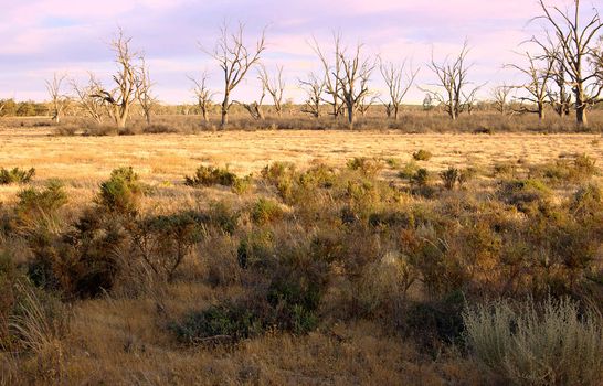 image of dry farmland and dead trees in the middle of the drought