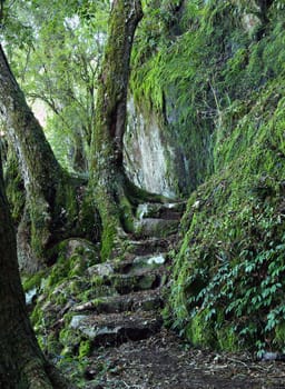 steps and a path through the oxley world heritage rainforest