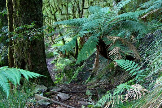 tree ferns and plants in the oxley world heritage rainforest