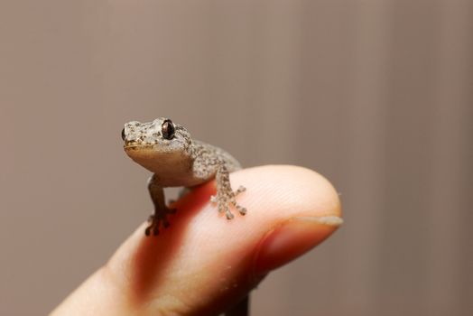 a tiny marbled gecko is perched on the end of a finger