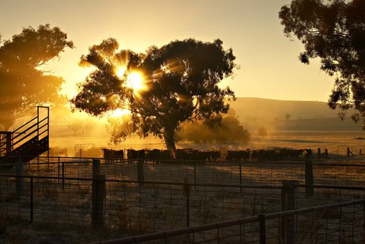 Early Morning Cattle - sunrise coming through the trees at sunrise