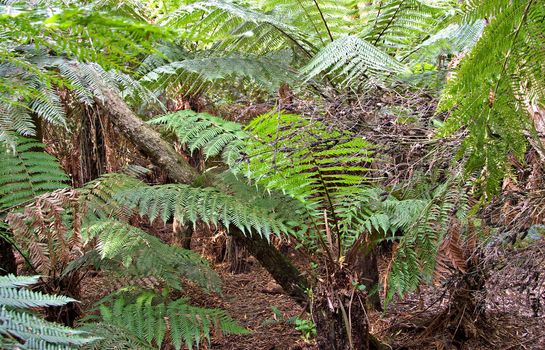 image of some nice rainforest ferns