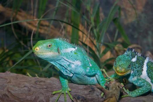 bright green iguana's on a log looking at the camera