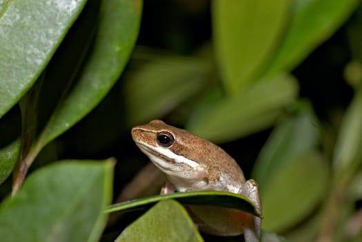 bleeting tree frog litoria dentata sitting a bush