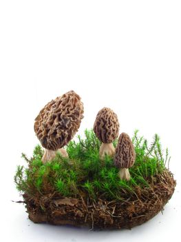 Morel mushrooms isolated over white background, concept of healthy food. 