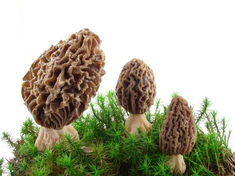Morel mushrooms isolated over white background, concept of healthy food.