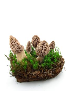 Morel mushrooms isolated over white background, concept of healthy food. 